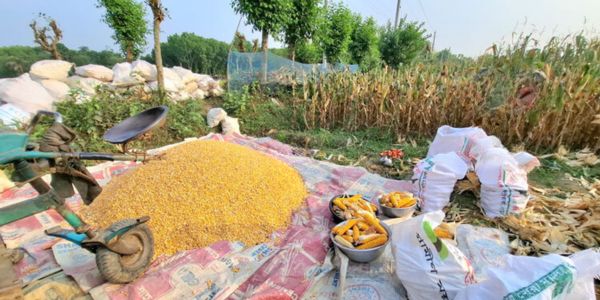 ঝিনাইদহে ভুট্টার ফলনে খুশি কৃষক, দামে অসন্তোষ